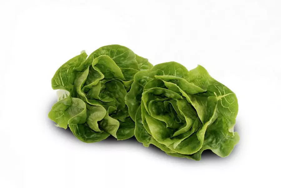 Cos Lettuce