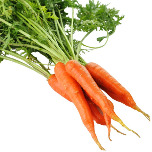 Carrots - Dutch