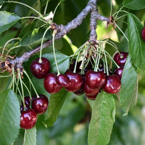 Cherries