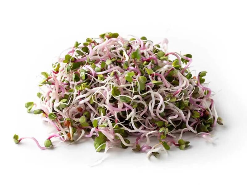 Sprouts - Radish